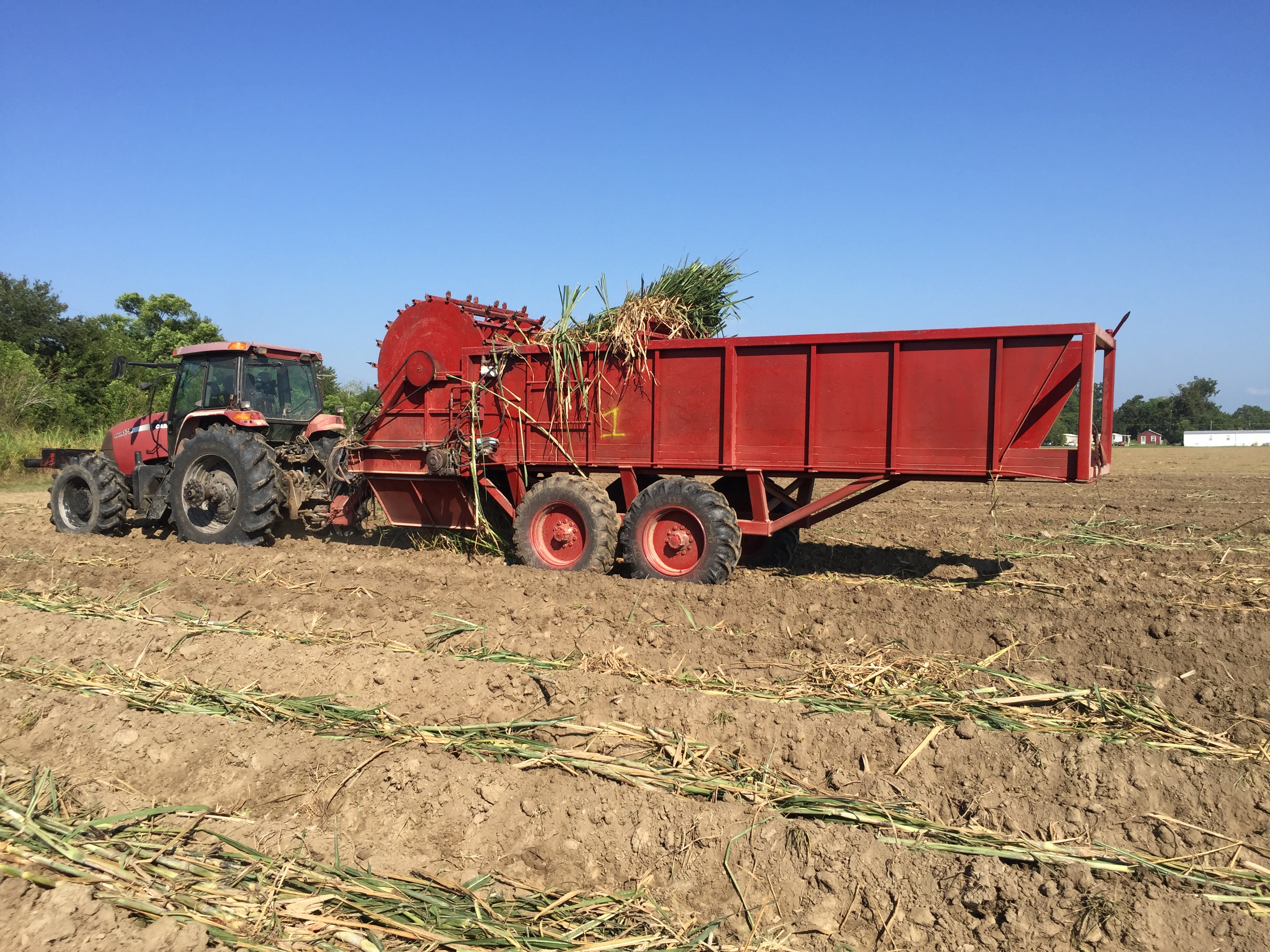 Can Sugarcane Production Be Improved with Cover Crops?